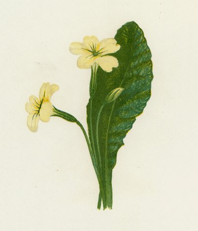 Primevère, Primula Vulgaris - English School